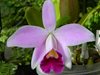 Laelia pumila alba 'HI' х Laelia pumila coerulea 'Violeta (AWZ)
